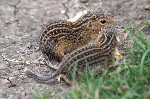 Baby chipmunks #3