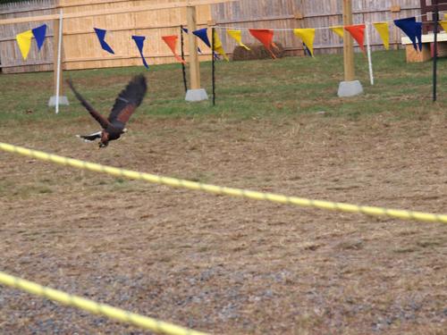 Birds of the Gauntlet #3