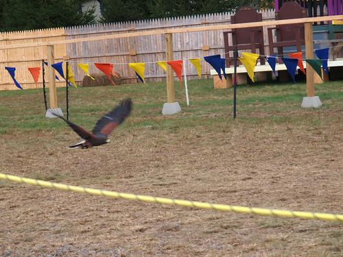 Birds of the Gauntlet #4