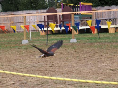 Birds of the Gauntlet #5