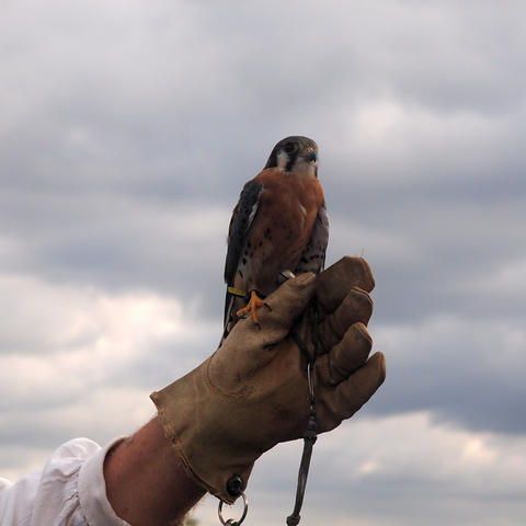 Birds of the Gauntlet #6