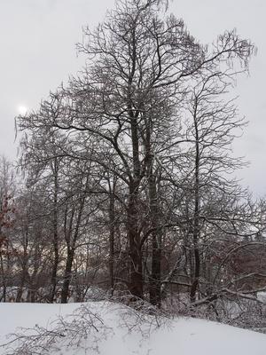 Tree in winter #2