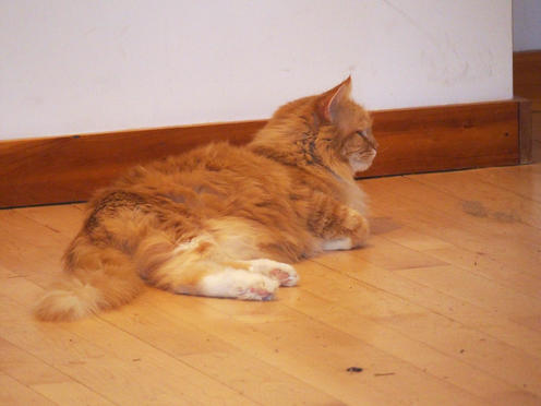 America contemplating the universe