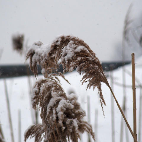 Winter grasses