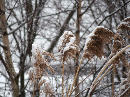 Winter grasses #2