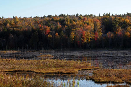 New Hampshire fall