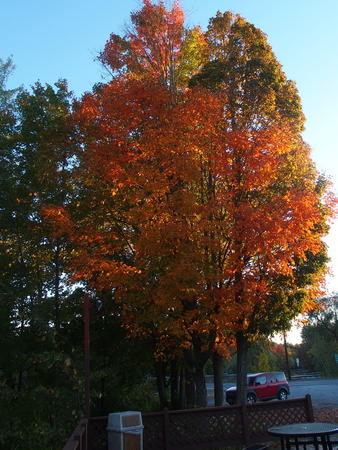 Fall tree