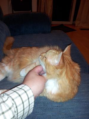 A good cat skritch #2