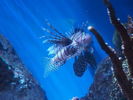 Lionfish #2