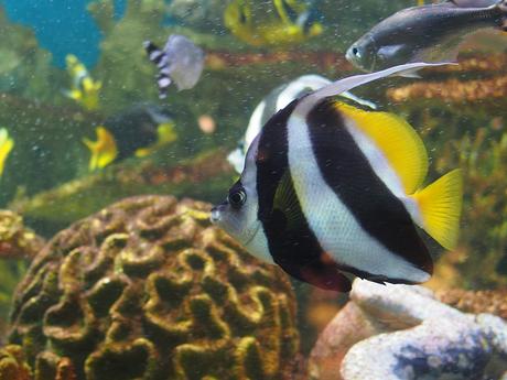 Yellow and black fish