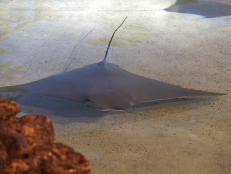 Stingray
