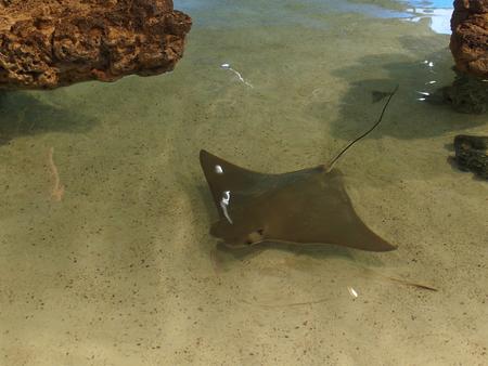 Stingray #2