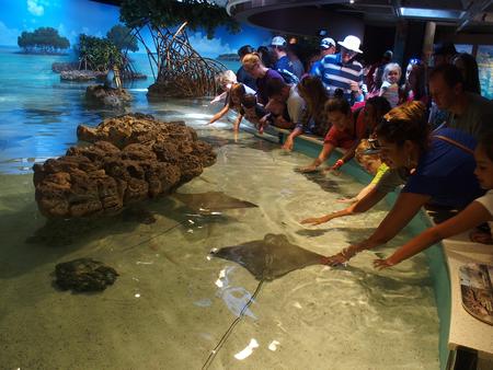 Stingrays