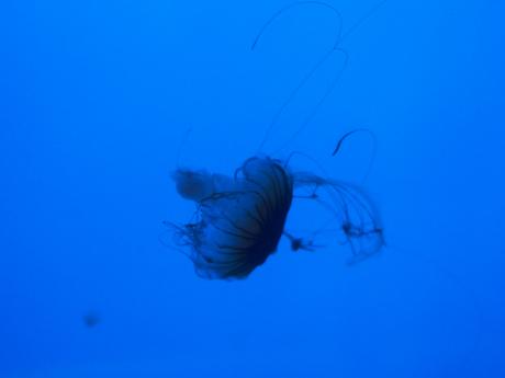 Jellyfish