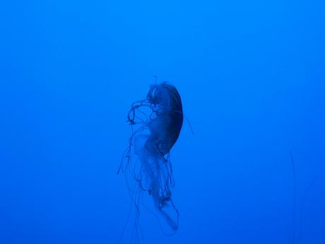 Jellyfish #2