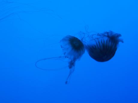 Jellyfish #3