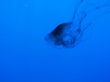 Jellyfish #8