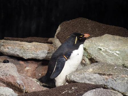 Rockhopper penguin