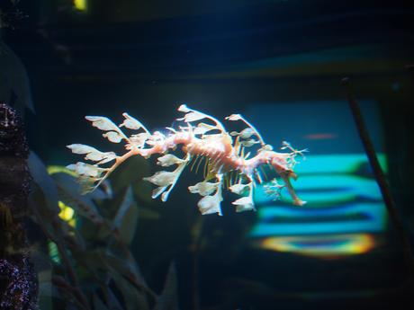 Leafy seadragon