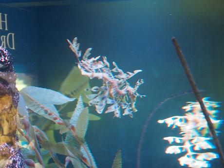 Leafy seadragon #3