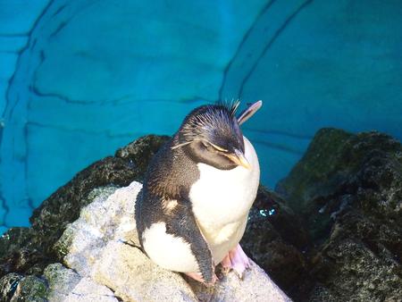 Rock hopper penguin