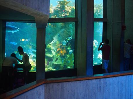 Divers in the big tank