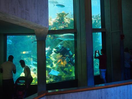 Divers in the big tank #2