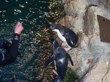 Penguin feeding #4