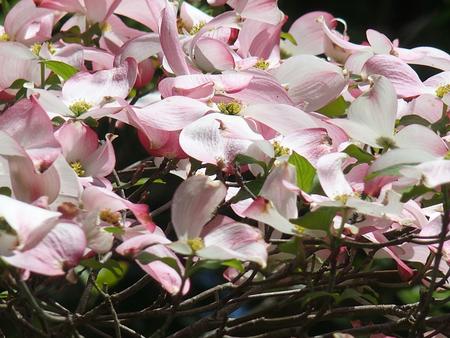 Liz's dogwood tree #2