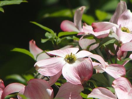 Liz's dogwood tree #3