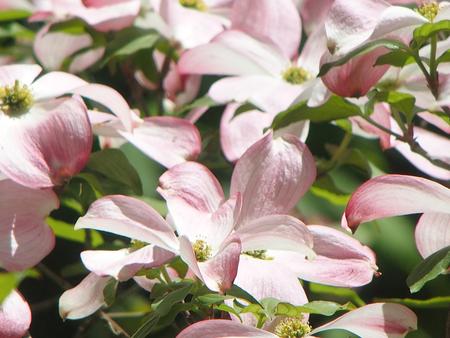 Liz's dogwood tree #4