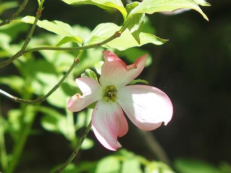 Liz's dogwood tree #5