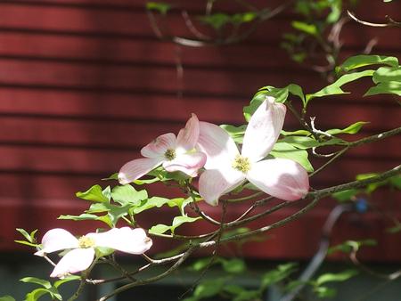 Liz's dogwood tree #6