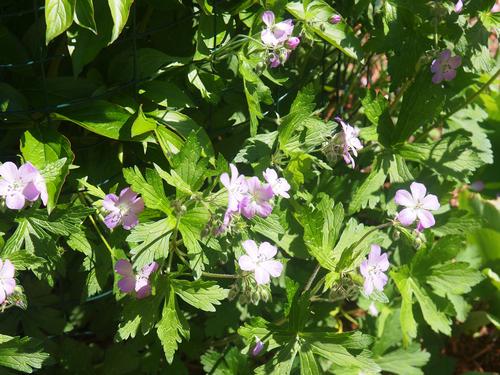 Wild Geranium