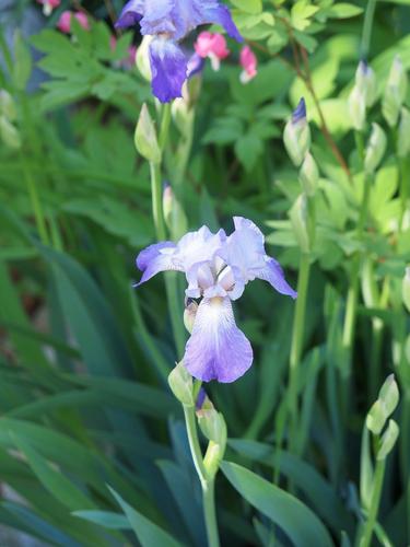 Purple Iris