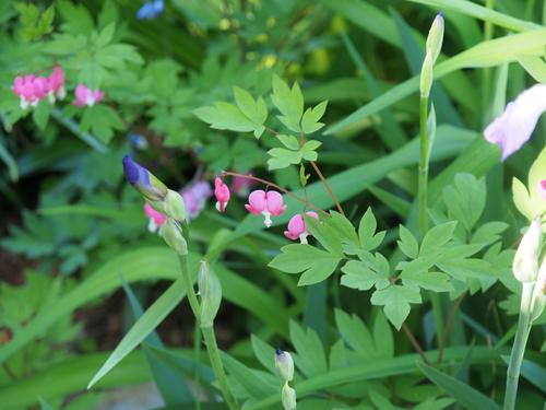 Iris bud and bleeding hearts