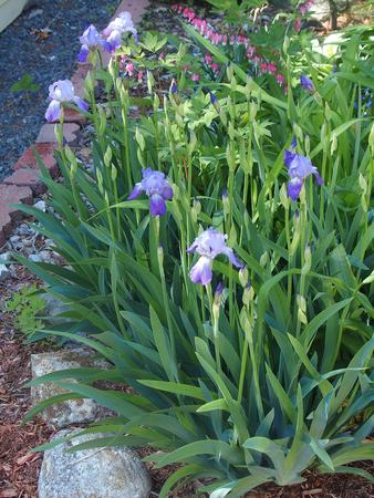 Purple irises