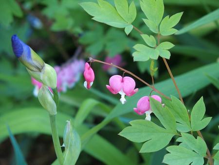 Iris bud and bleeding hearts #2