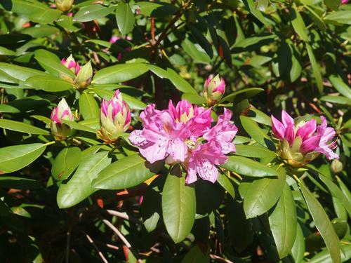 Rhododendron