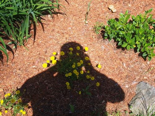 The photographer's shadow