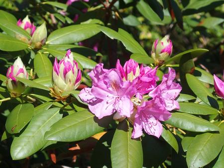 Rhododendron #2