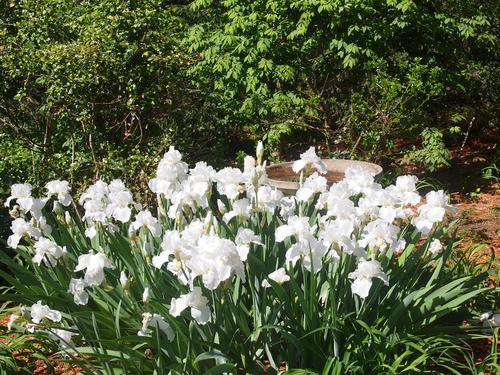 White irises