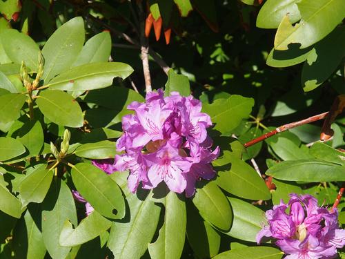Rhododendron #3