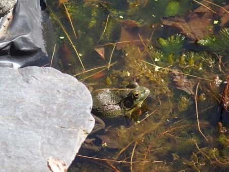 Frog #3