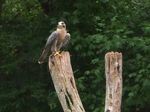 Birds of Prey show #15