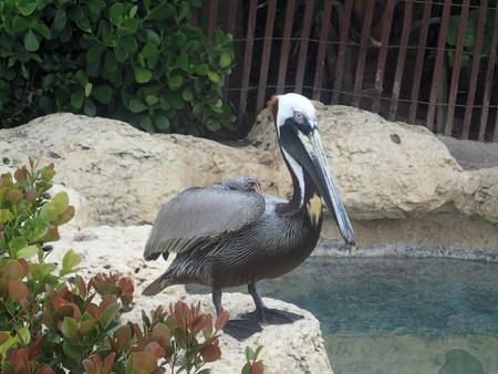 Pelican