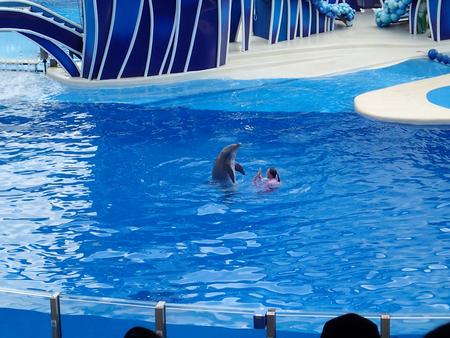 Dolphin show #2