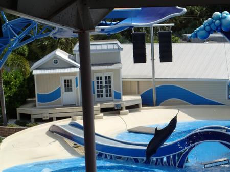 Dolphin show #5