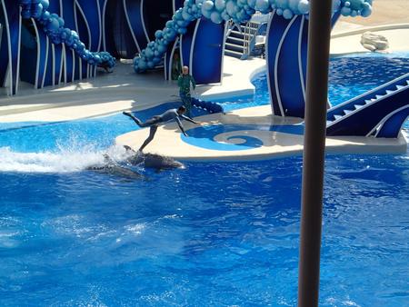 Dolphin show #13