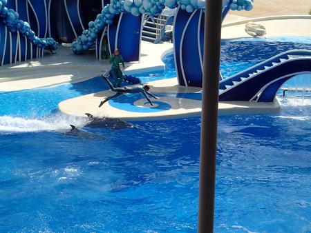 Dolphin show #14